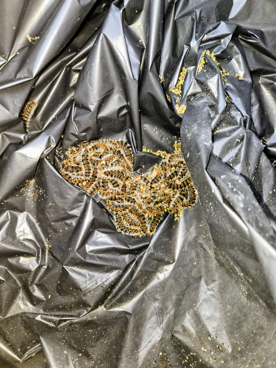 Groupe de chenilles processionnaires sur un sac poubelle, Draguignan, FLB Nuisibles