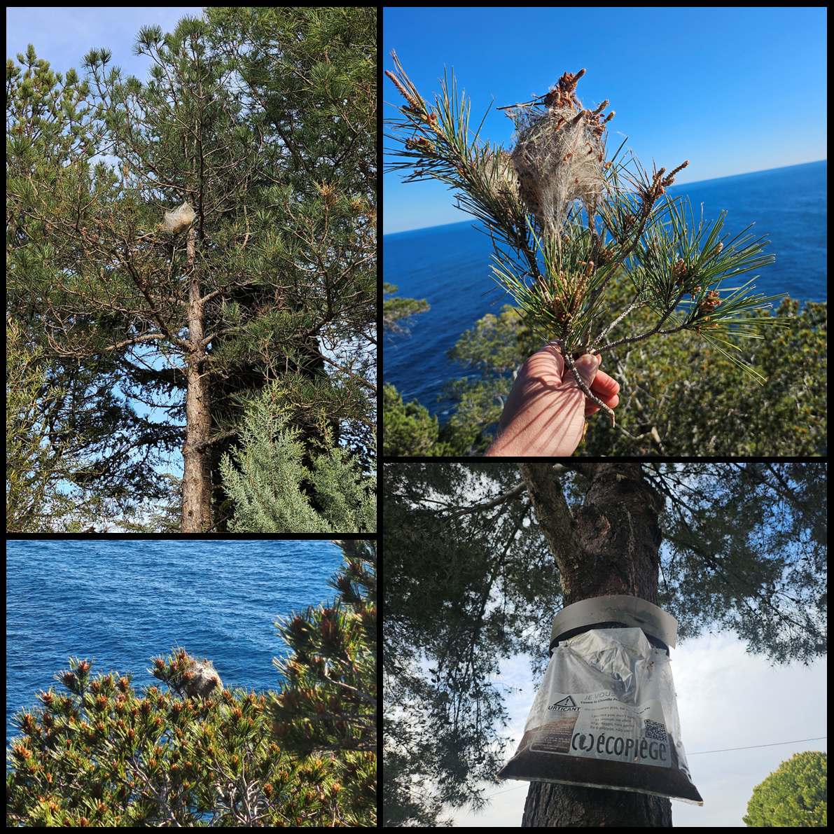 Photos de chenilles processionnaires, Draguignan, FLB Nuisibles