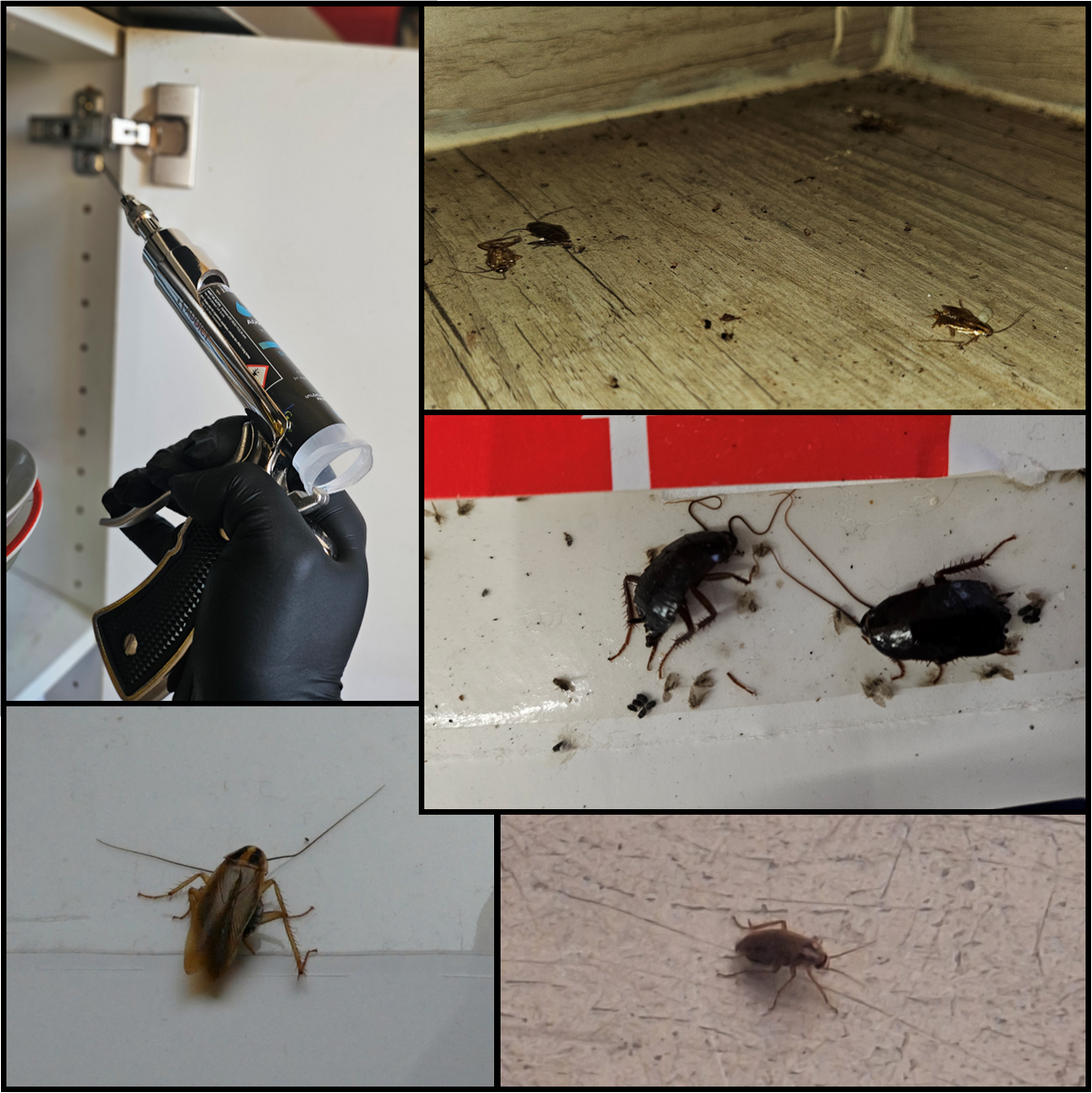 Photos de blattes, Draguignan, FLB Nuisibles