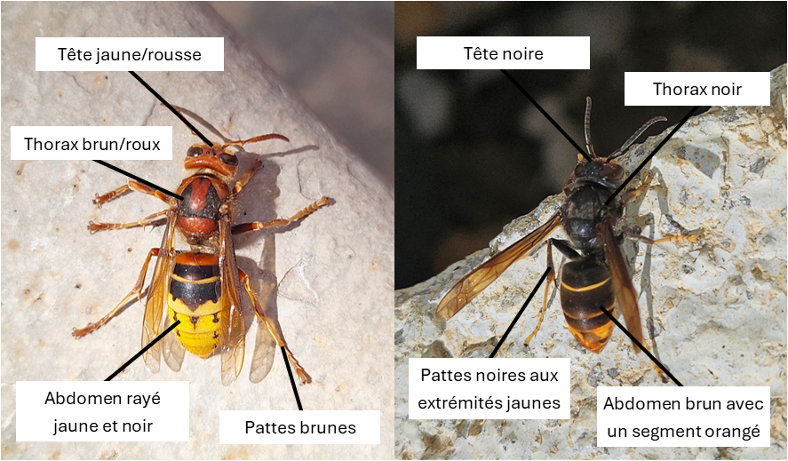 Morphologie des frelons, FLB Nuisibles