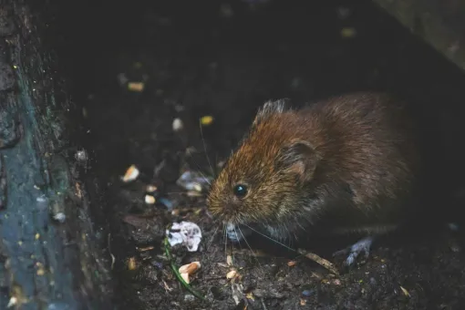 Image souris