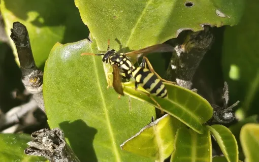 photo d'une guêpe, FLB Nuisibles