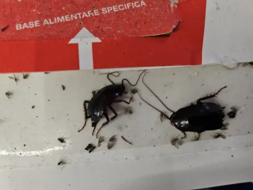 2 blattes germaniques sur un piège à glu, FLB Nuisibles