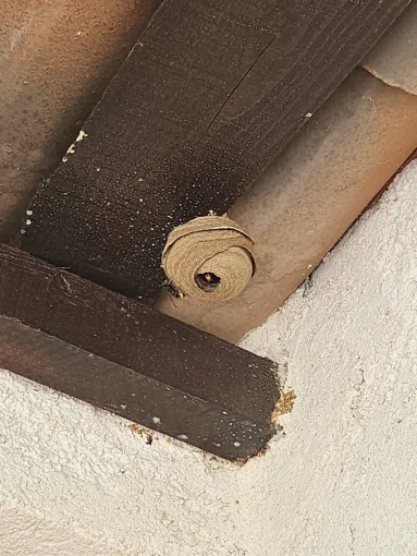 Nid de frelons, FLB Nuisibles