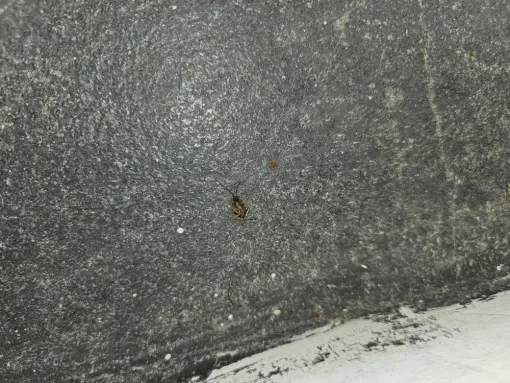 Désinfection après une infestation de blattes, Draguignan, FLB Nuisibles