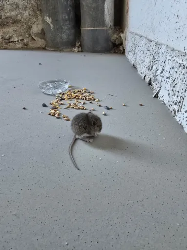 Souris qui se nourrit, Draguignan, FLB Nuisibles