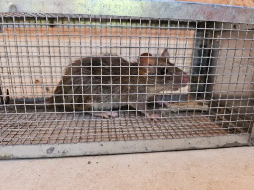 Rongeur en cage, Les Arcs, FLB Nuisibles