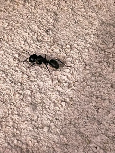 Fourmi, Le Muy, FLB Nuisibles