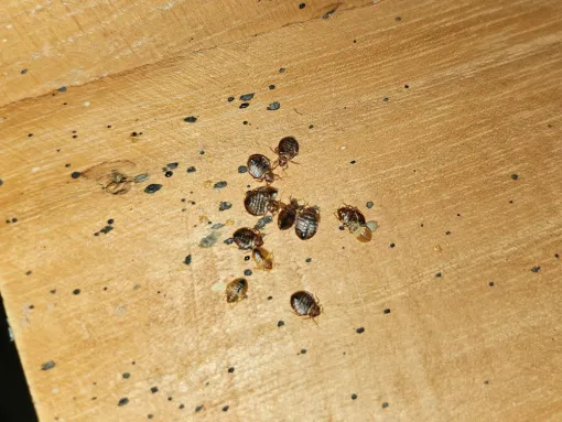 Punaises de lit, Draguignan, FLB Nuisibles