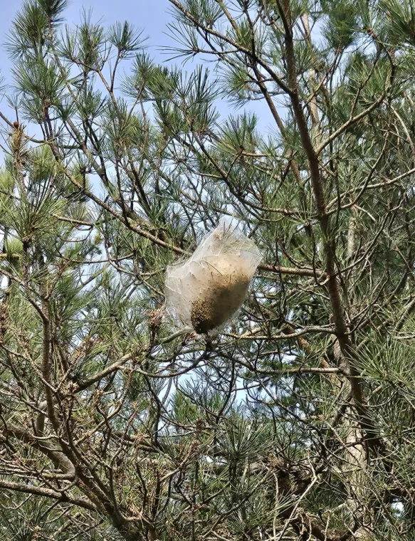 Nid de chenilles processionnaires, Draguignan, FLB Nuisibles