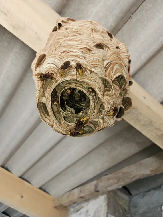 Nid de frelons européens dans des combles, Draguignan, FLB Nuisibles