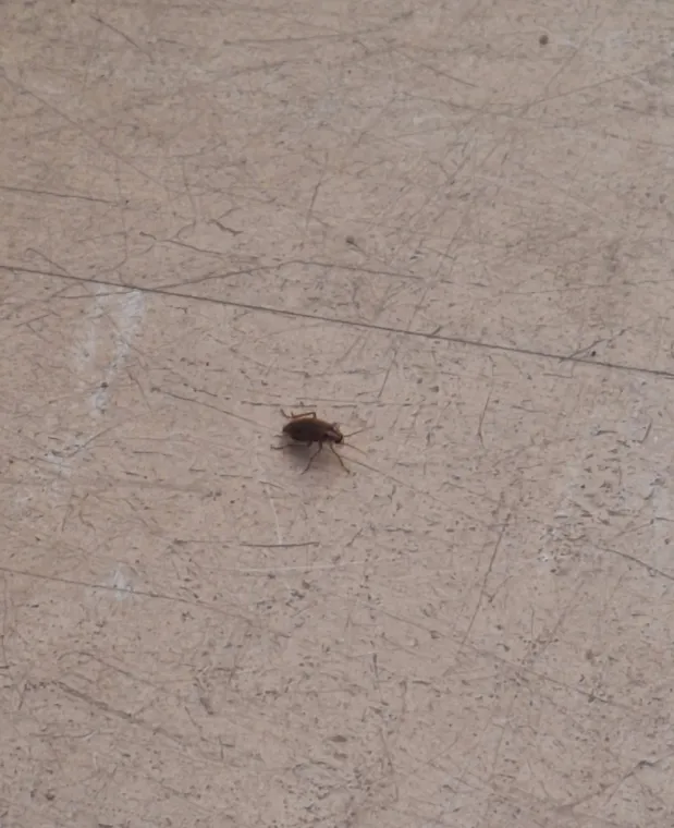 Cafard, Les Arcs, FLB Nuisibles