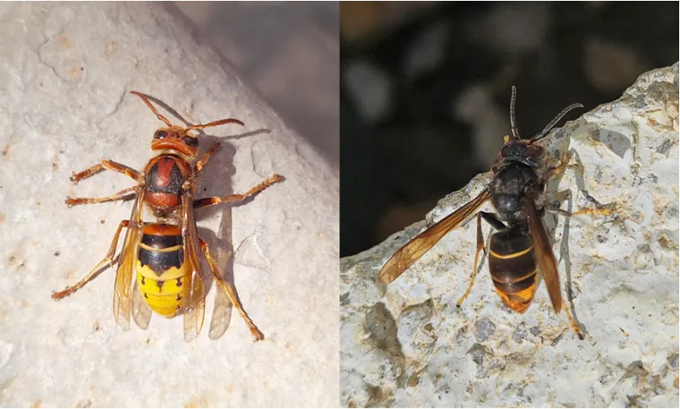 Frelons européens vs asiatique, Draguignan, FLB Nuisibles