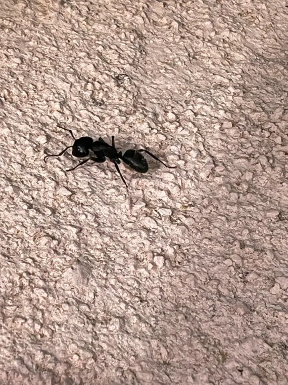 Fourmi, Draguignan, FLB Nuisibles