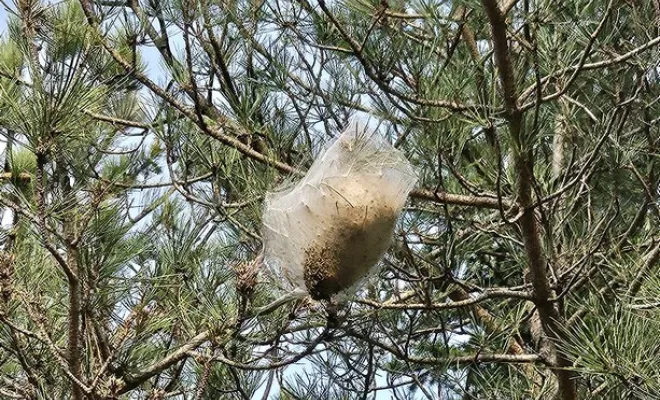 Chenilles processionnaires, Draguignan, FLB Nuisibles