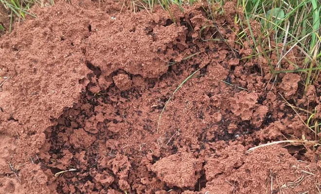 Fourmis, Draguignan, FLB Nuisibles