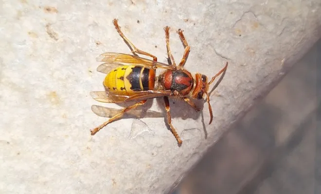 Frelons, Draguignan, FLB Nuisibles