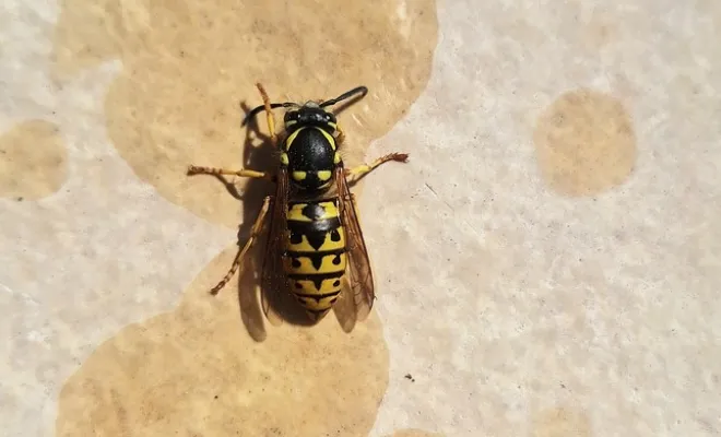 Guêpes, Draguignan, FLB Nuisibles