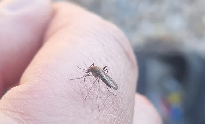 Moustiques, Draguignan, FLB Nuisibles