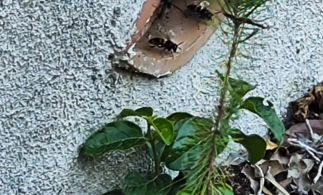 Deux frelons sortant d'un trou, Draguignan, FLB Nuisibles