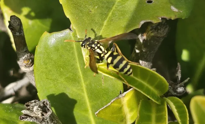 Guêpe sur une feuille, FLB Nuisibles