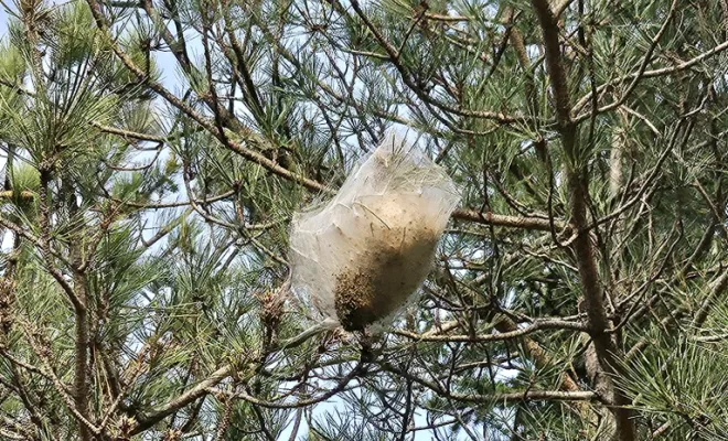 Nid de chenilles processionnaires dans un arbre, FLB Nuisibles