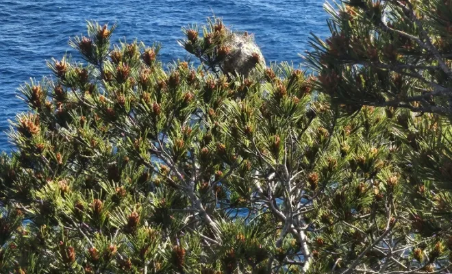 Nid de chenilles processionnaires dans un arbre, FLB Nuisibles
