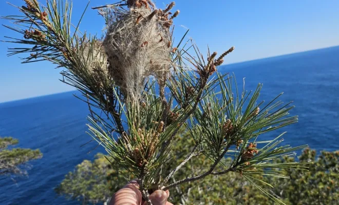Branches de pins avec nids de chenilles processionnaires, FLB Nuisibles