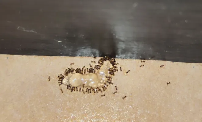 Fourmis autour d'un point de gel, FLB Nuisibles