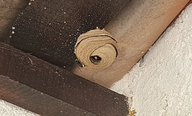 Nid de frelons asiatiques sur une poutre, Flayosc, FLB Nuisibles