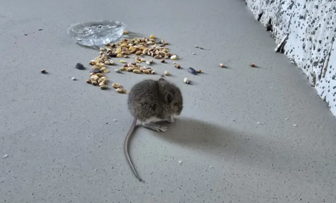 Souris en quête de nourriture Draguignan, FLB Nuisbles